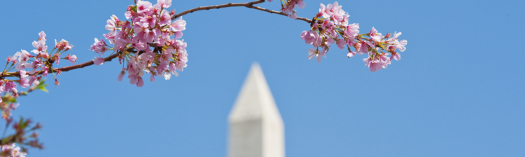 Cherry blossoms and Washington Monument