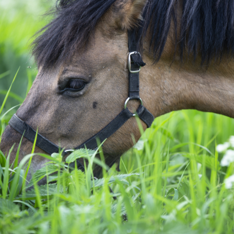 portrait of local breed horse grazing in meadow. close up