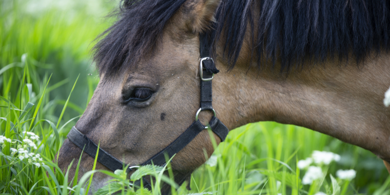 portrait of local breed horse grazing in meadow. close up